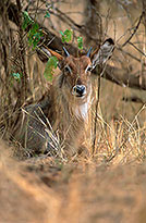 Waterbuck, Kruger NP, S. Africa - Cobe à croissant   15112