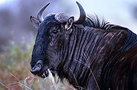 Wildebeest, Kruger NP, S. Africa -  Gnou bleu  15119