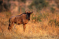 Wildebeest, Kruger NP, S. Africa -  Gnou bleu  15123