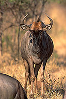 Wildebeest, Kruger NP, S. Africa -  Gnou bleu  15128