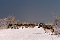 Zebra, dirt road, Etosha NP, Namibia -  Zèbres sur piste  15133