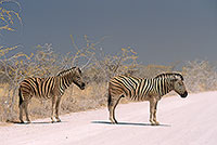 Zebra, dirt road, Etosha NP, Namibia -  Zèbres sur piste  15137