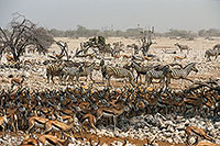 Zebras at waterhole, Etosha NP, Namibia -  Zèbres au point d'eau  15142