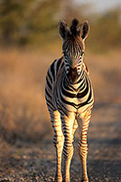 Zebra foal, Kruger NP, S. Africa - Poulain de zèbre  15148