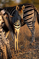 Zebra foal, Kruger NP, S. Africa - Poulain de zèbre  15152