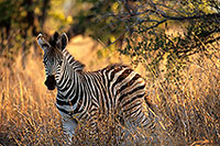 Zebra foal, Kruger NP, S. Africa - Poulain de zèbre  15153