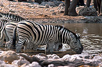 Zebras at waterhole, Etosha NP, Namibia -  Zèbres au point d'eau