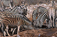Zebras at waterhole, Etosha NP, Namibia -  Zèbres au point d'eau  15157