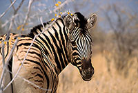 Zebra, Etosha NP, Namibia -  Zèbre  15158