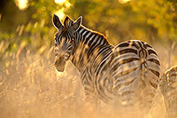Zebra, Kruger NP, S. Africa -  Zèbre  15160