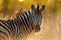 Zebra, Kruger NP, S. Africa -  Zèbre  15162