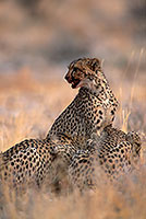 Cheetahs near kill, Etosha, Namibia - Guépards et leur proie 14499