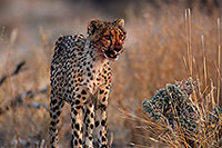 Cheetahs after successful hunt, Etosha, Namibia - Guépards 14503