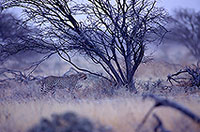Cheetah, Etosha, Namibia - Guépard, Namibie 14511