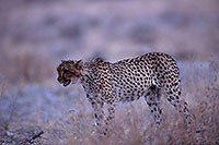 Cheetah, Etosha, Namibia - Guépard, Namibie 14514