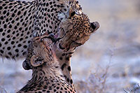 Cheetahs, Etosha, Namibia - Guépards, Namibie 14516