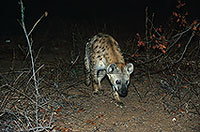 Spotted Hyaena, S. Africa, Kruger NP -  Hyène tachetée  14777