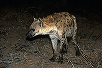 Spotted Hyaena, S. Africa, Kruger NP -  Hyène tachetée  14778
