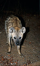 Spotted Hyaena, S. Africa, Kruger NP -  Hyène tachetée  14779
