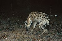 Spotted Hyaena, S. Africa, Kruger NP -  Hyène tachetée  14780