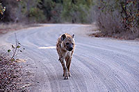 Spotted Hyaena, S. Africa, Kruger NP -  Hyène tachetée  14784