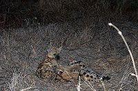 Spotted Hyaena, S. Africa, Kruger NP -  Hyène tachetée  14788