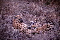 Spotted Hyaena, S. Africa, Kruger NP -  Hyène tachetée  14790