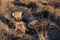 Spotted Hyaena, S. Africa, Kruger NP -  Hyène tachetée  14796