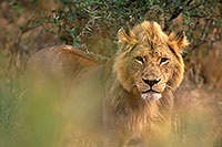 Lion, Kruger NP, S. Africa  - Lion   14884