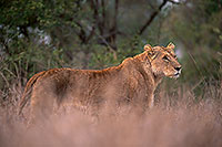 Lioness, Kruger NP, S. Africa  - Lionne   14887
