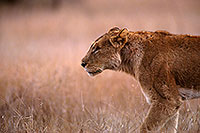 Lioness, Kruger NP, S. Africa  - Lionne   14892