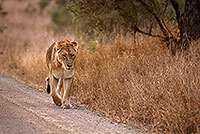 Lioness, Kruger NP, S. Africa  - Lionne   14893