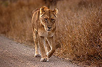 Lioness, Kruger NP, S. Africa  - Lionne   14894