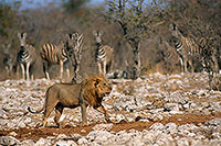 Lion and zebra, Etosha NP, Namibia  - Lion et zèbres   14897