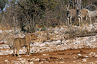 Lioness and zebra, Etosha NP, Namibia  - Lionne et zèbres   1489