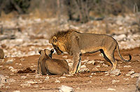 Lion and lioness, Etosha NP, Namibia  - Lion et lionne   14899