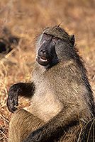 Chacma baboon, Kruger NP, South Africa -  Babouin chacma, ad. 14425