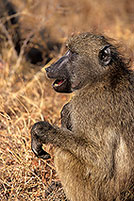 Chacma baboon, Kruger NP, South Africa -  Babouin chacma, ad. 14426