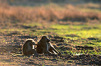 Chacma baboon, Moremi, Botswana -  Babouin chacma 14437