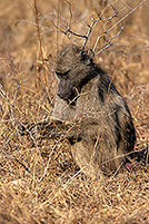 Chacma baboon, Kruger NP, S. Africa -  Babouin chacma 14443