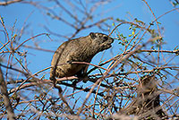 Rock Dassie (Hyrax) in tree, Namibia -  Daman des rocher  14528