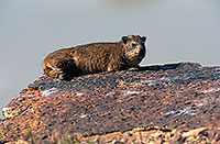 Rock Dassie (Hyrax), Namibia -  Daman des rochers  14520