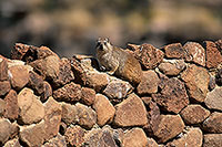Rock Dassie (Hyrax), Namibia -  Daman des rochers  14524