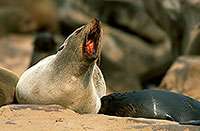 Cape Fur Seal, Cape Cross, Namibia - Otarie du Cap  14650