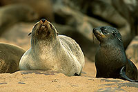 Cape Fur Seal, Cape Cross, Namibia - Otarie du Cap  14651