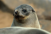 Cape Fur Seal, Cape Cross, Namibia - Otarie du Cap  14657