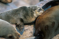 Cape Fur Seal, Cape Cross, Namibia - Otarie du Cap  14658