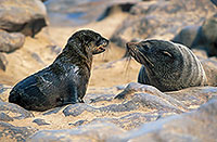 Cape Fur Seal, Cape Cross, Namibia - Otarie du Cap  14662