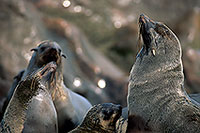Cape Fur Seal, Cape Cross, Namibia - Otarie du Cap  14663