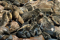 Cape Fur Seal, Cape Cross, Namibia - Otarie du Cap  14669